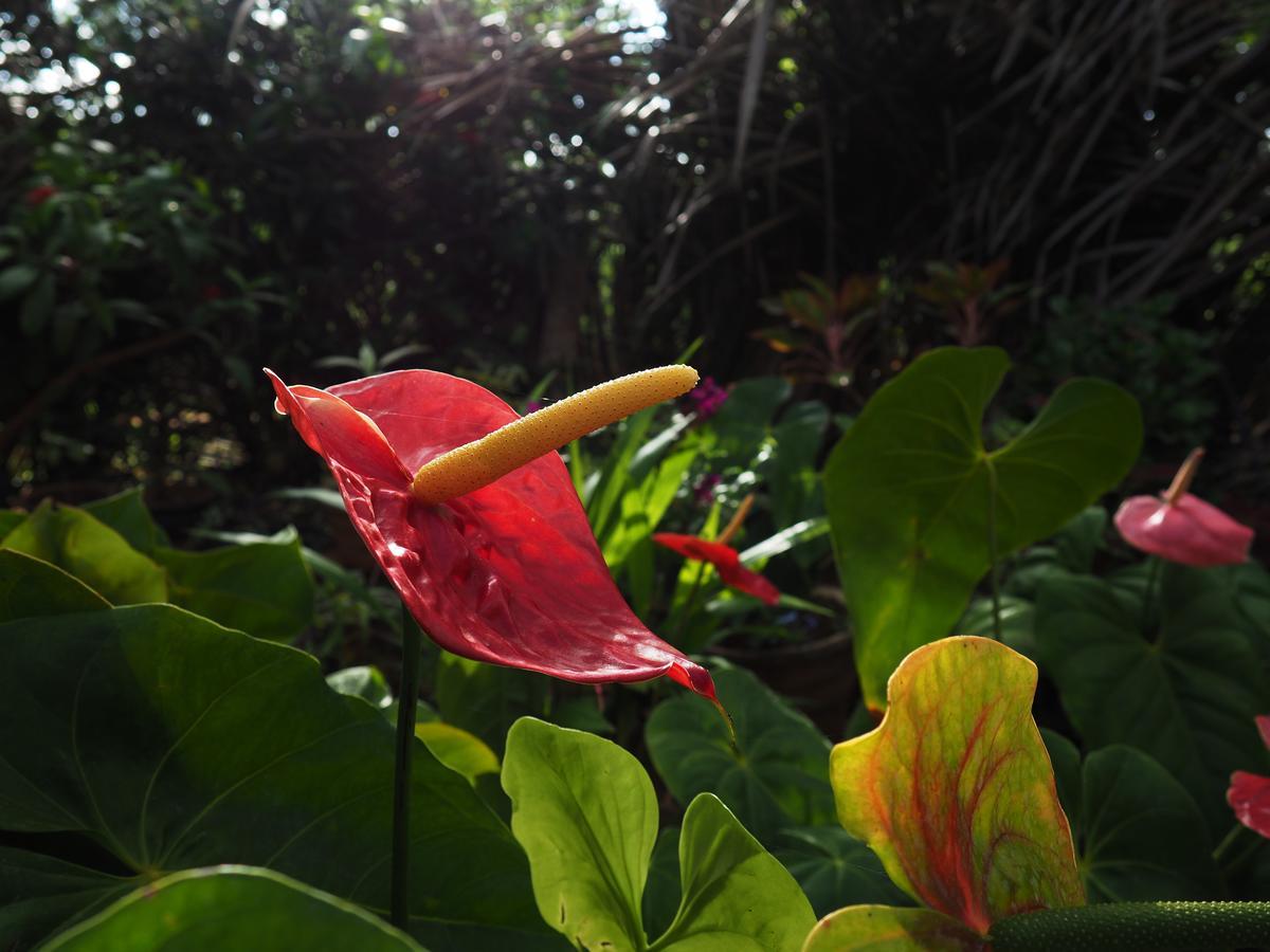 Thilina Homestay Sigiriya Buitenkant foto